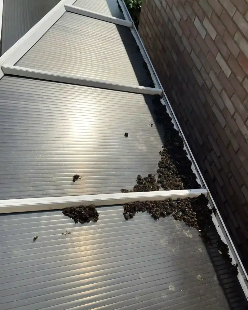 Leaves and debris lying on a polycarbonate lean-to roof