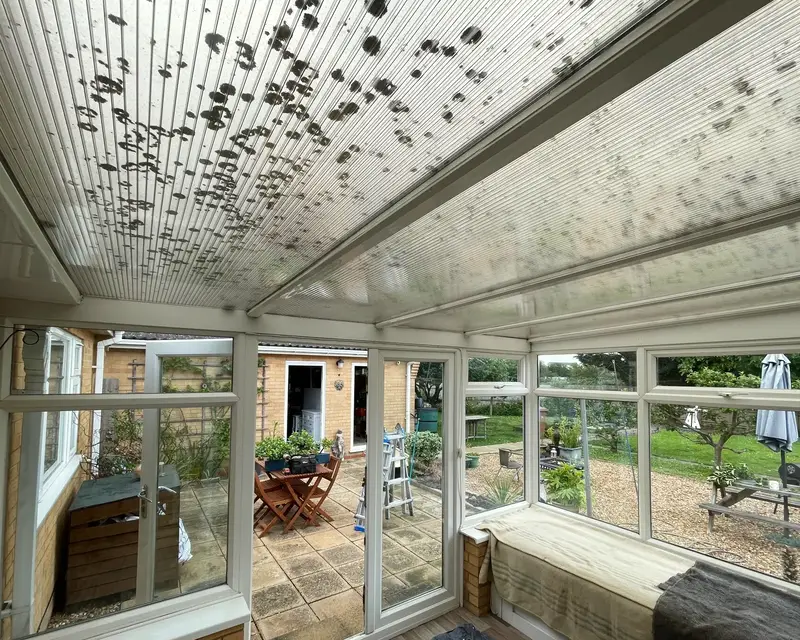 Moss stained polycarbonate roof from inside a conservatory